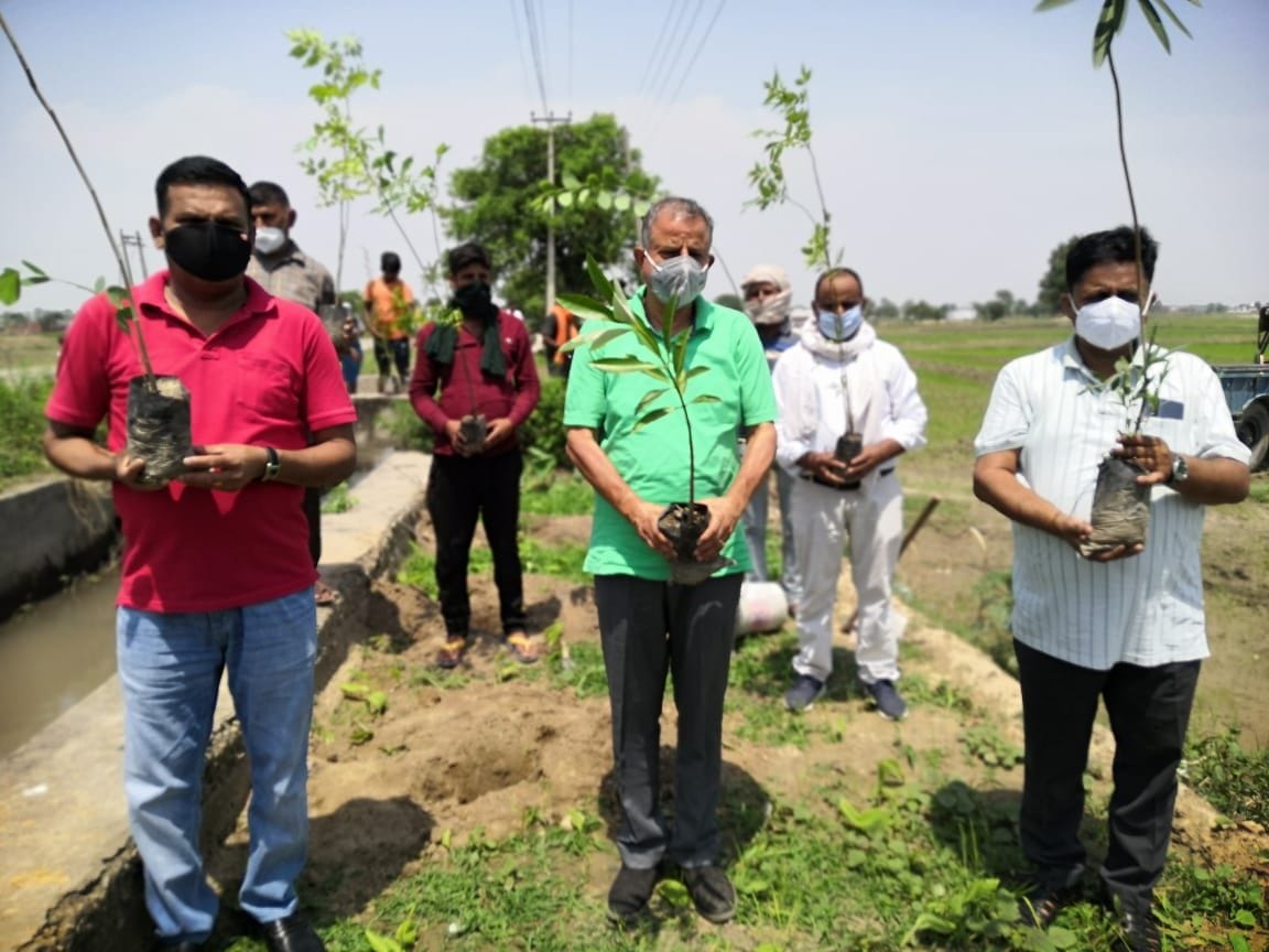 tree plantation