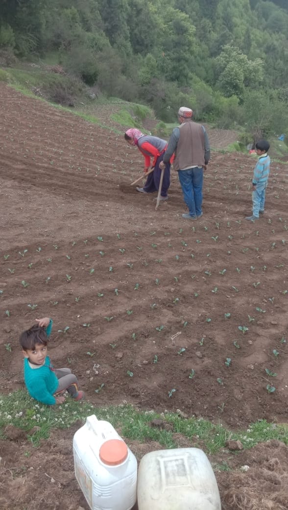 Farmers engaged in planting cabbage, cauliflower and peas in Multhan