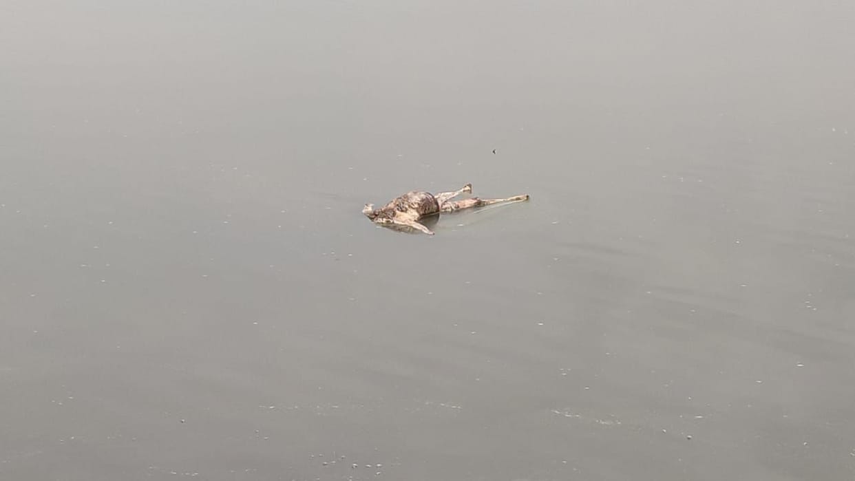 deadbody found in yamuna