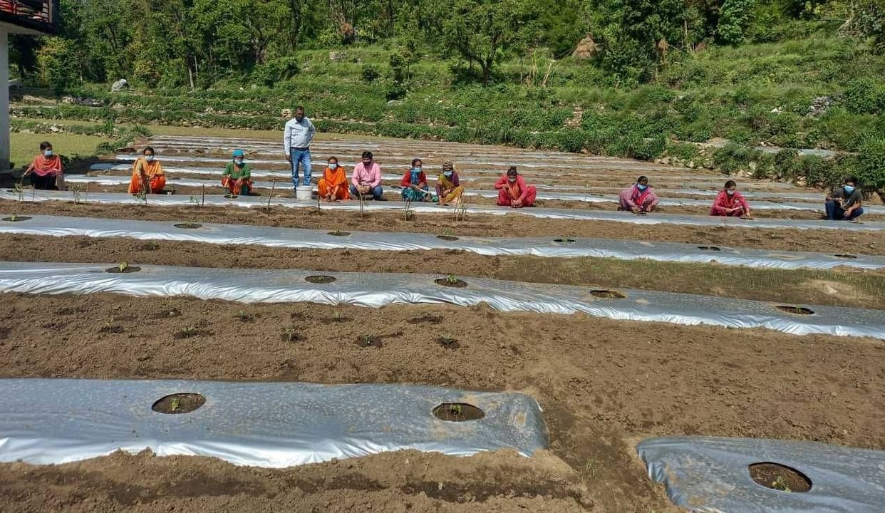 Papaya will increase the income of women