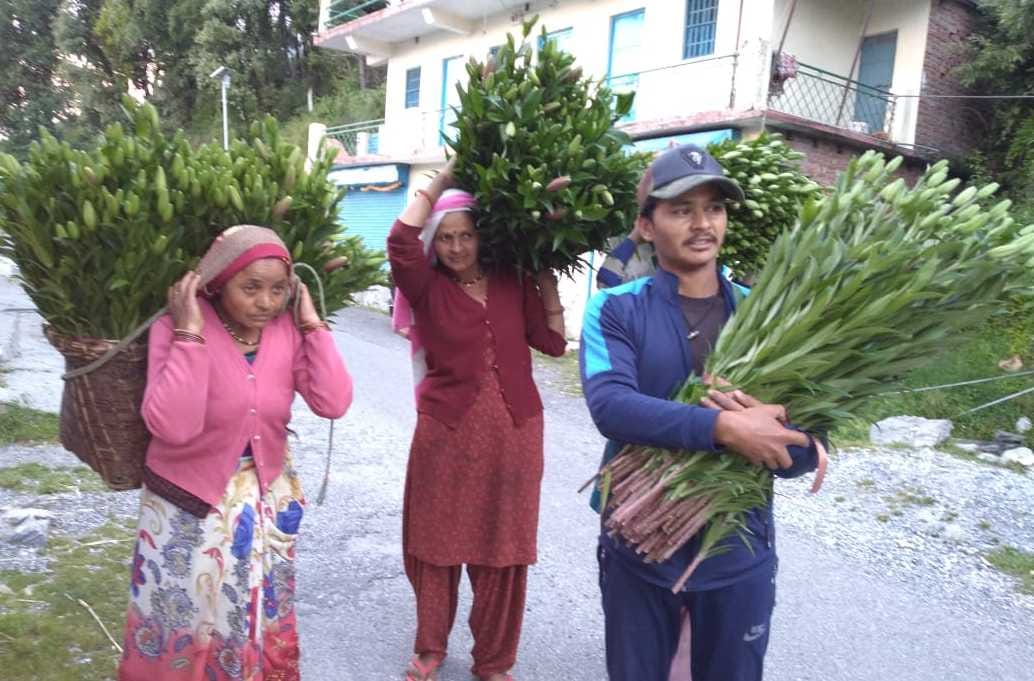 1200 sticks of Lilium sent to Delhi
