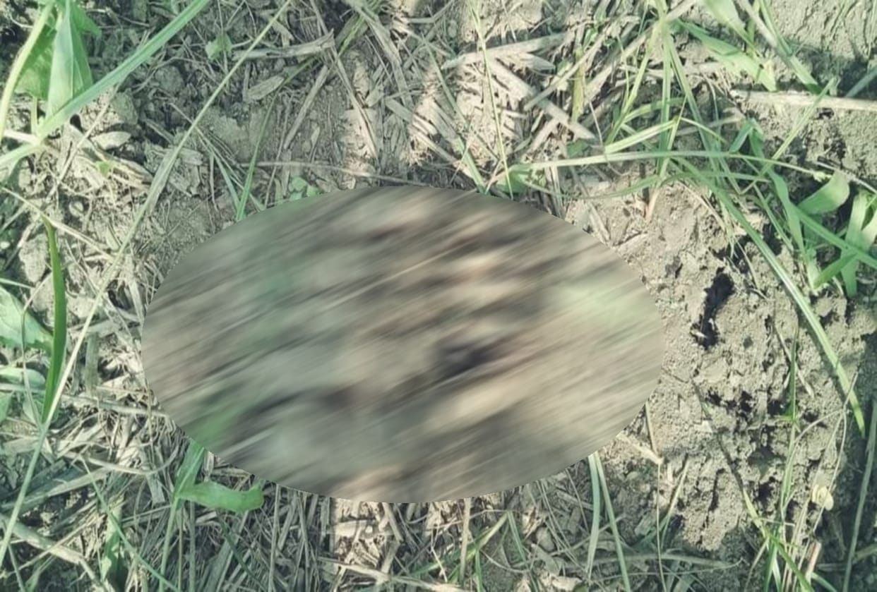 uttarakhand news : labors found human body part in filed in pantnagar
