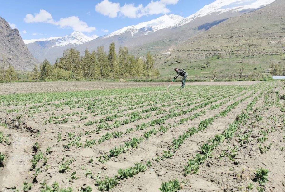 Natural farming will save crops from diseases, agricultural scientists at CPRI brainstormed