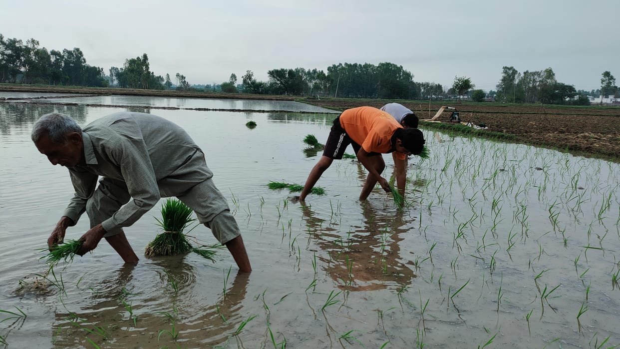 agriculture