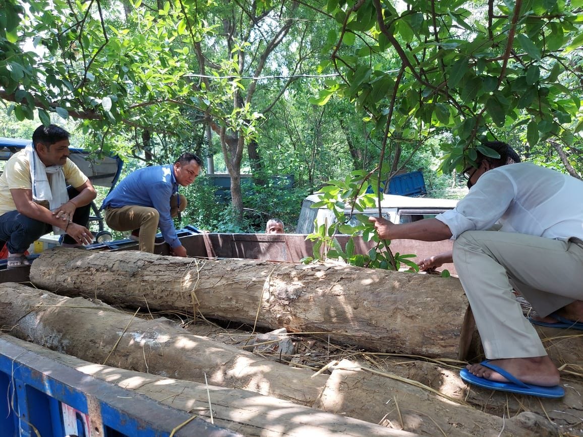 Illegal logs seized