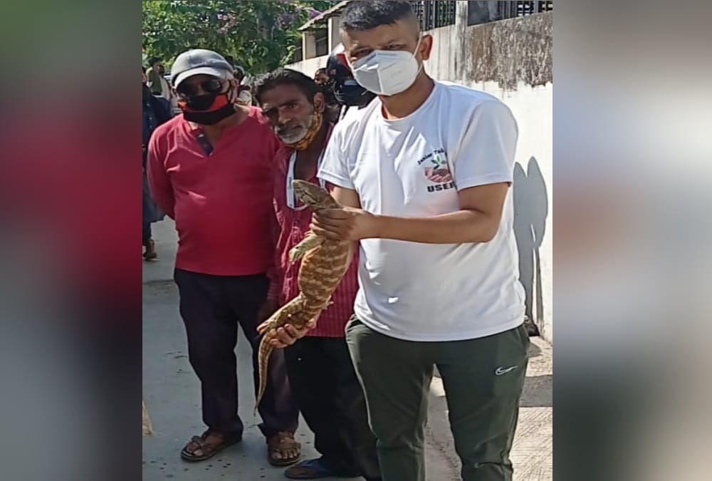 Dehradun News: Rare Species Yellow Monitor lizard found for the first time in Dehradun