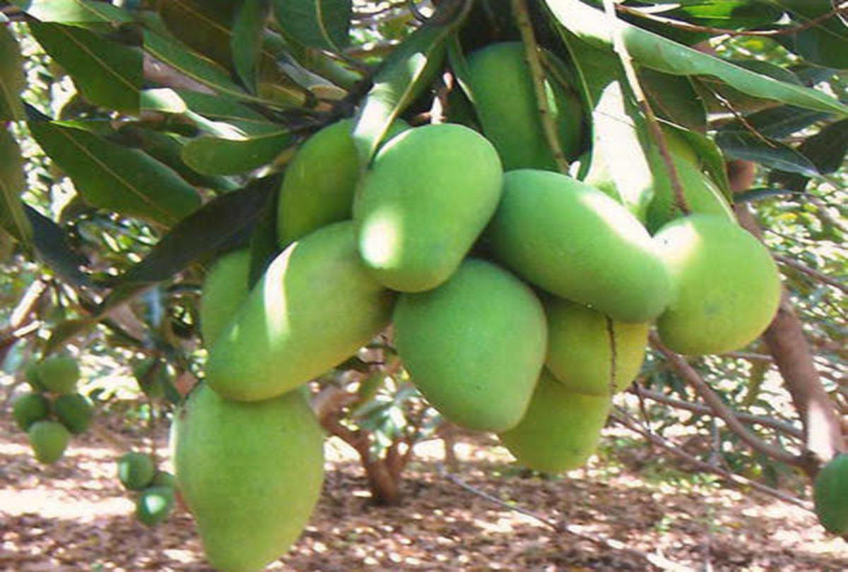 know about mother of mango tree 200 year old dussehri mango tree