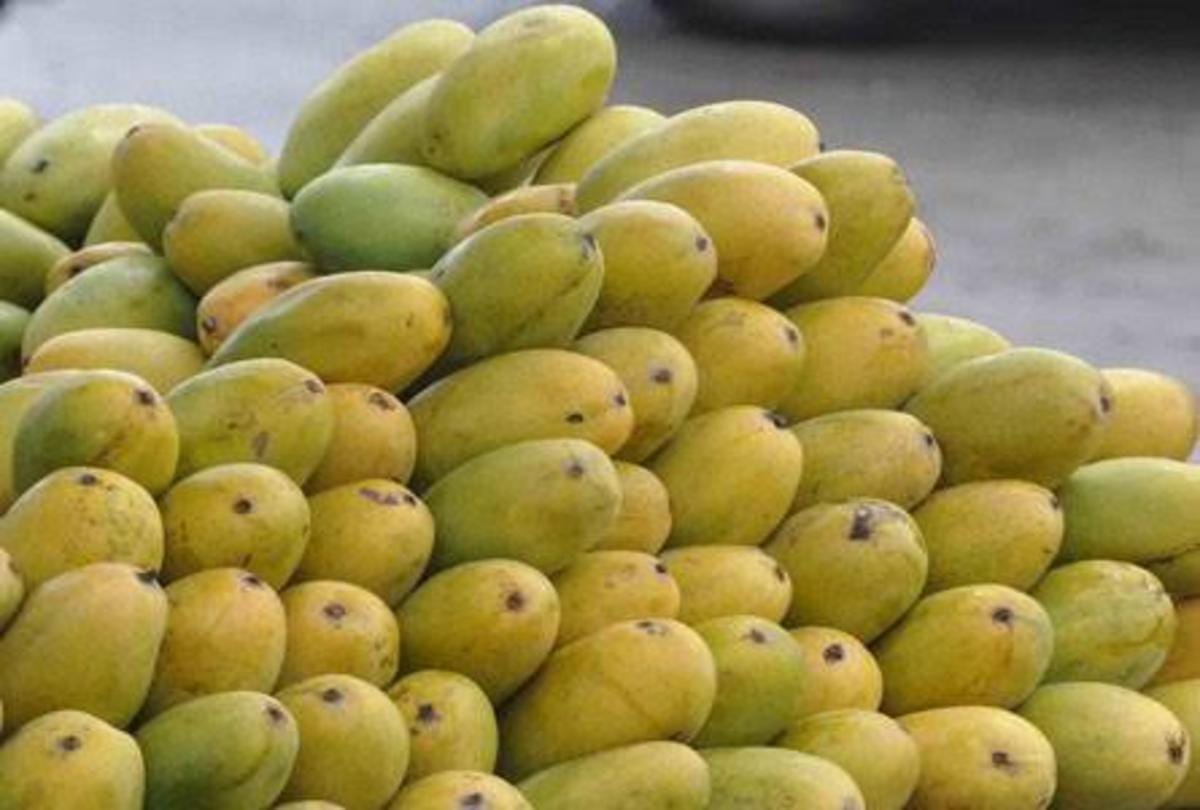 know about mother of mango tree 200 year old dussehri mango tree