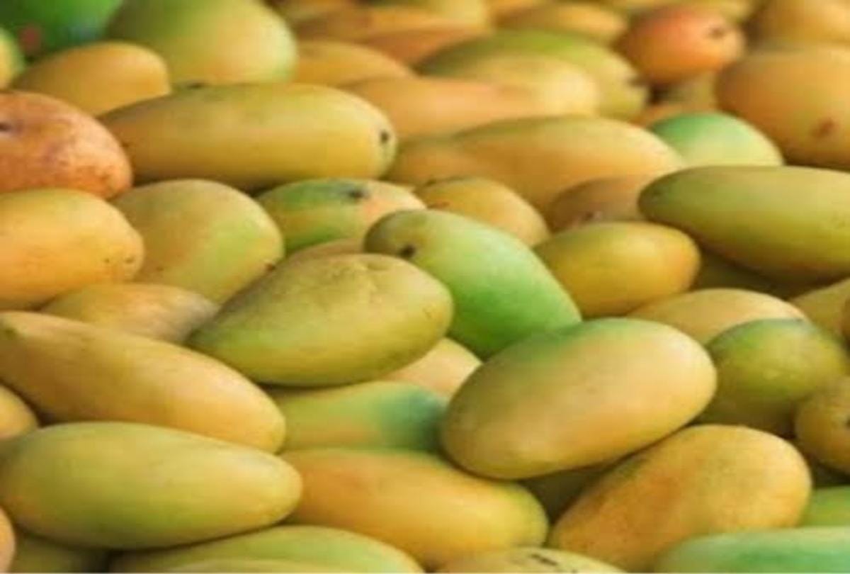 know about mother of mango tree 200 year old dussehri mango tree