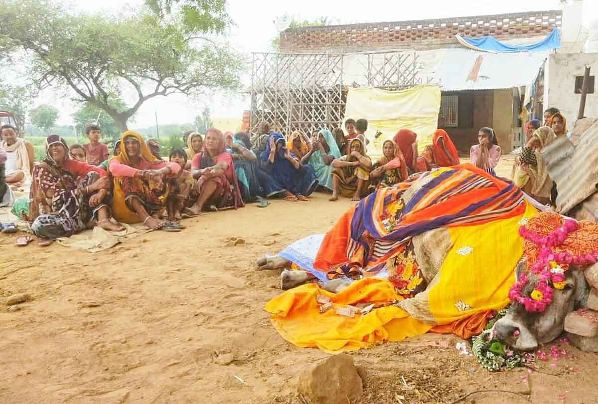 Etawah: Death of a cow living in the village for 18 years, every eye becomes moist, people performed the last rites