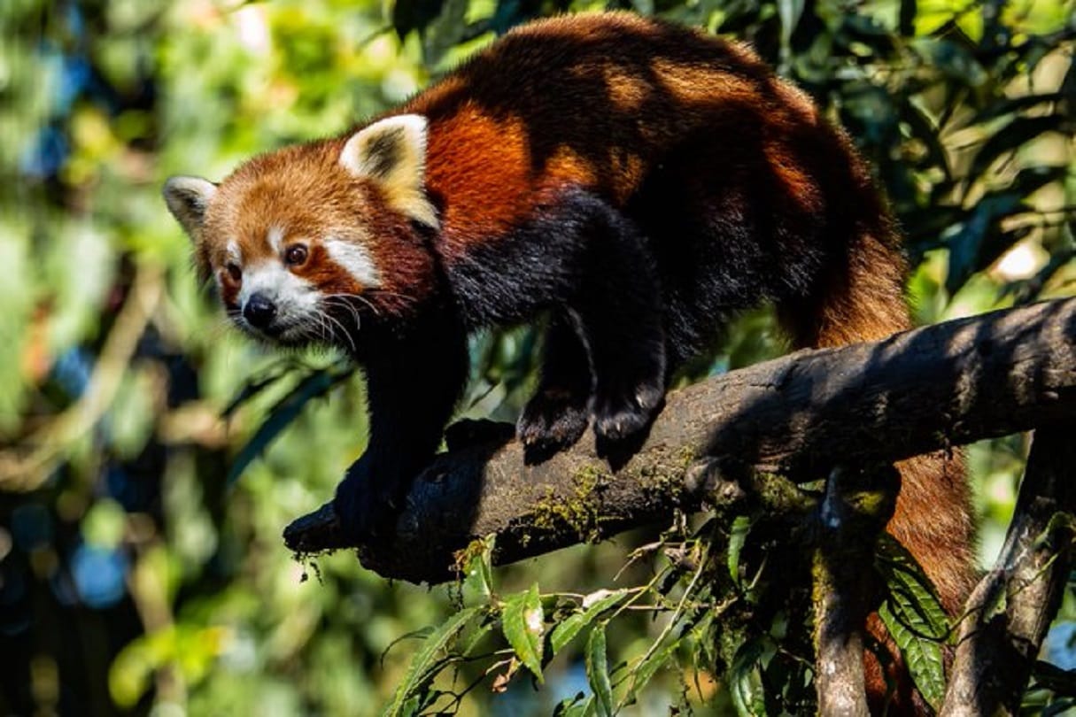 West Bengal: A red panda gave birth to a cub yesterday at the Conservation Breeding Center in Darjeeling
