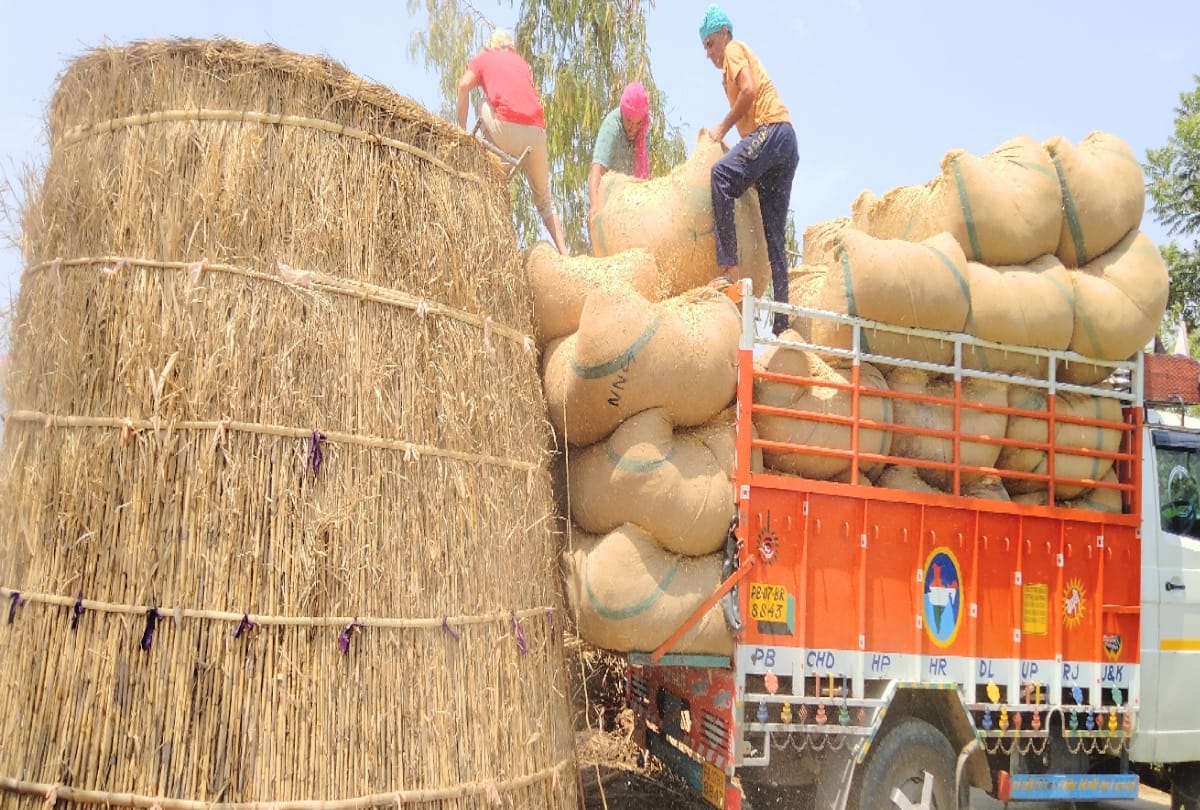 Drought hit cattleman, tudi cattle feed Rs 650 quintal is reaching himachal from Punjab