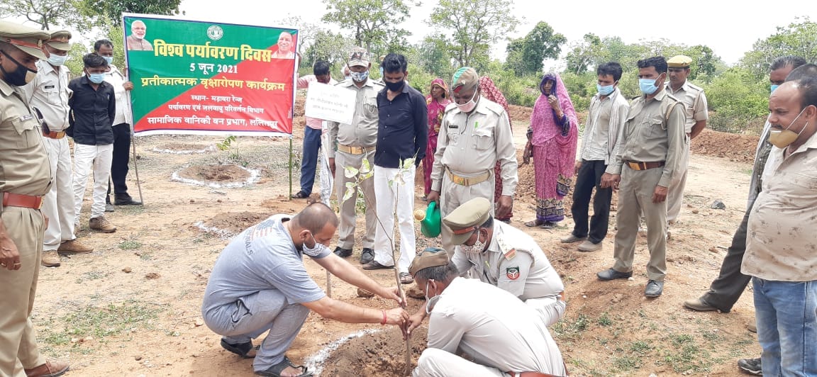 plantation keep enviroment healthy