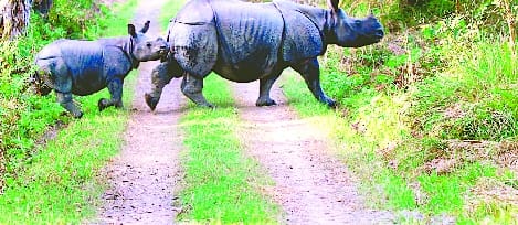 In Dudhwa, intensive surveillance of rhinoceros babies with cameras