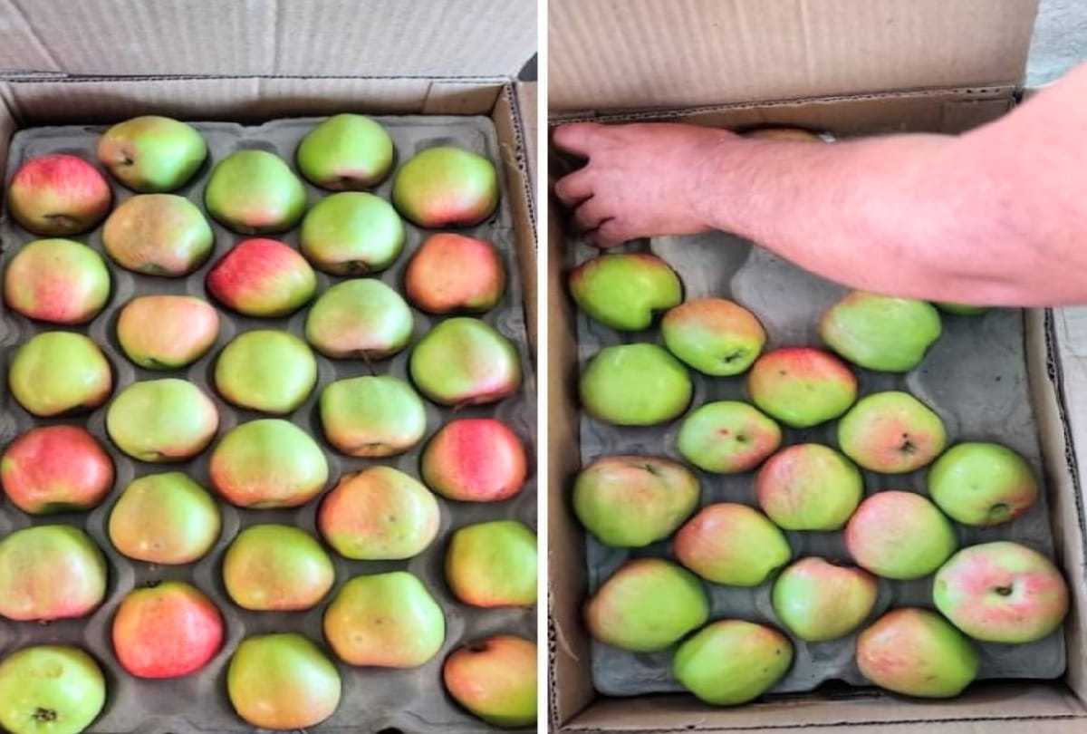 Apple knock in Shimla's Dhali market, know what the price got