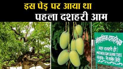 know about mother of mango tree dussehri mango malihabad lucknow