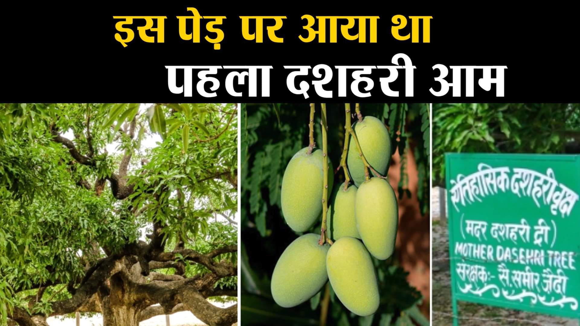 दशहरी आम