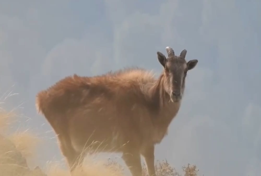 Kedarnath Wildlife Division: Rare musk deer seen in forest Area Pictures Captured in Trap camera