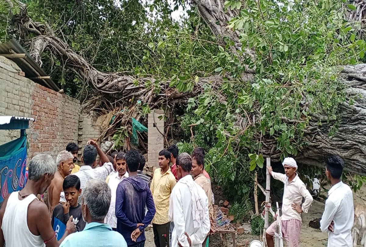 Tree fell in storm, one farmer died in unnao