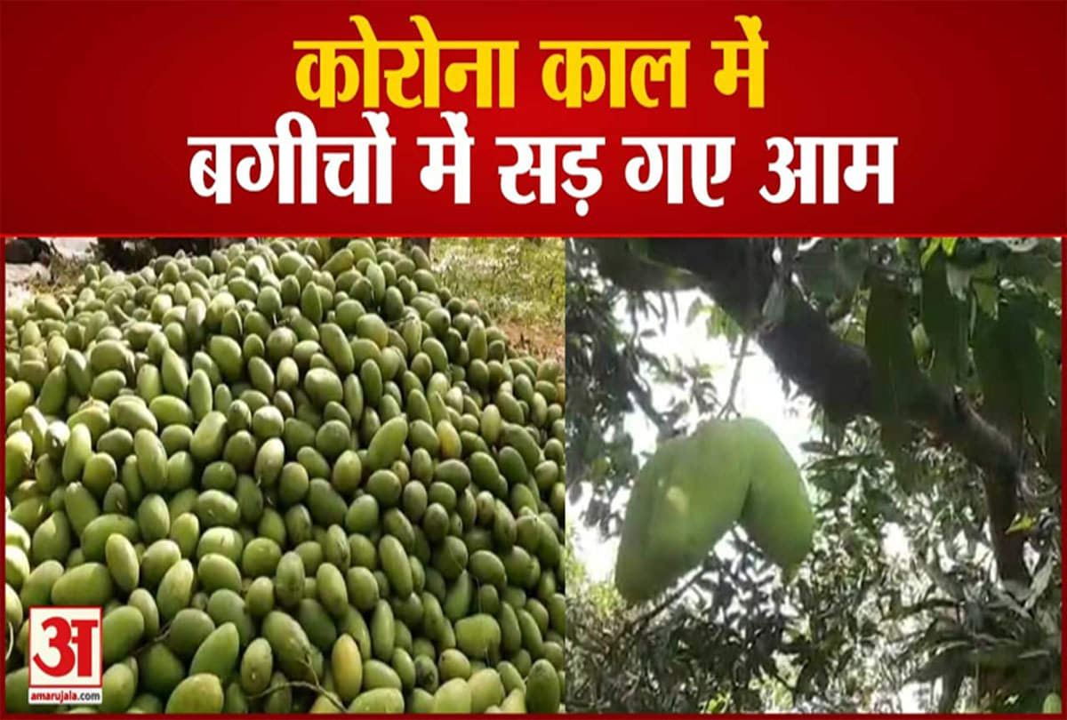 बगीचों में सड़ गए आम