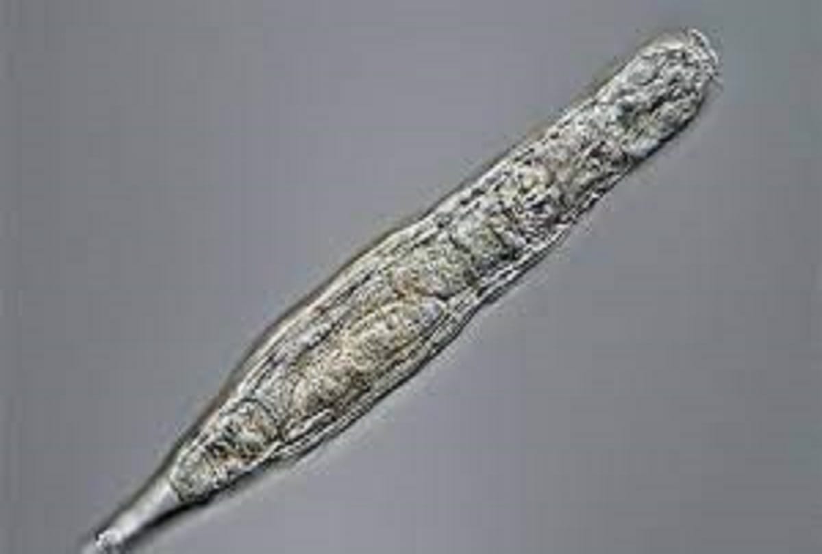 Arctic micro animal survives 24000 years in Siberian permafrost  Russian scientists