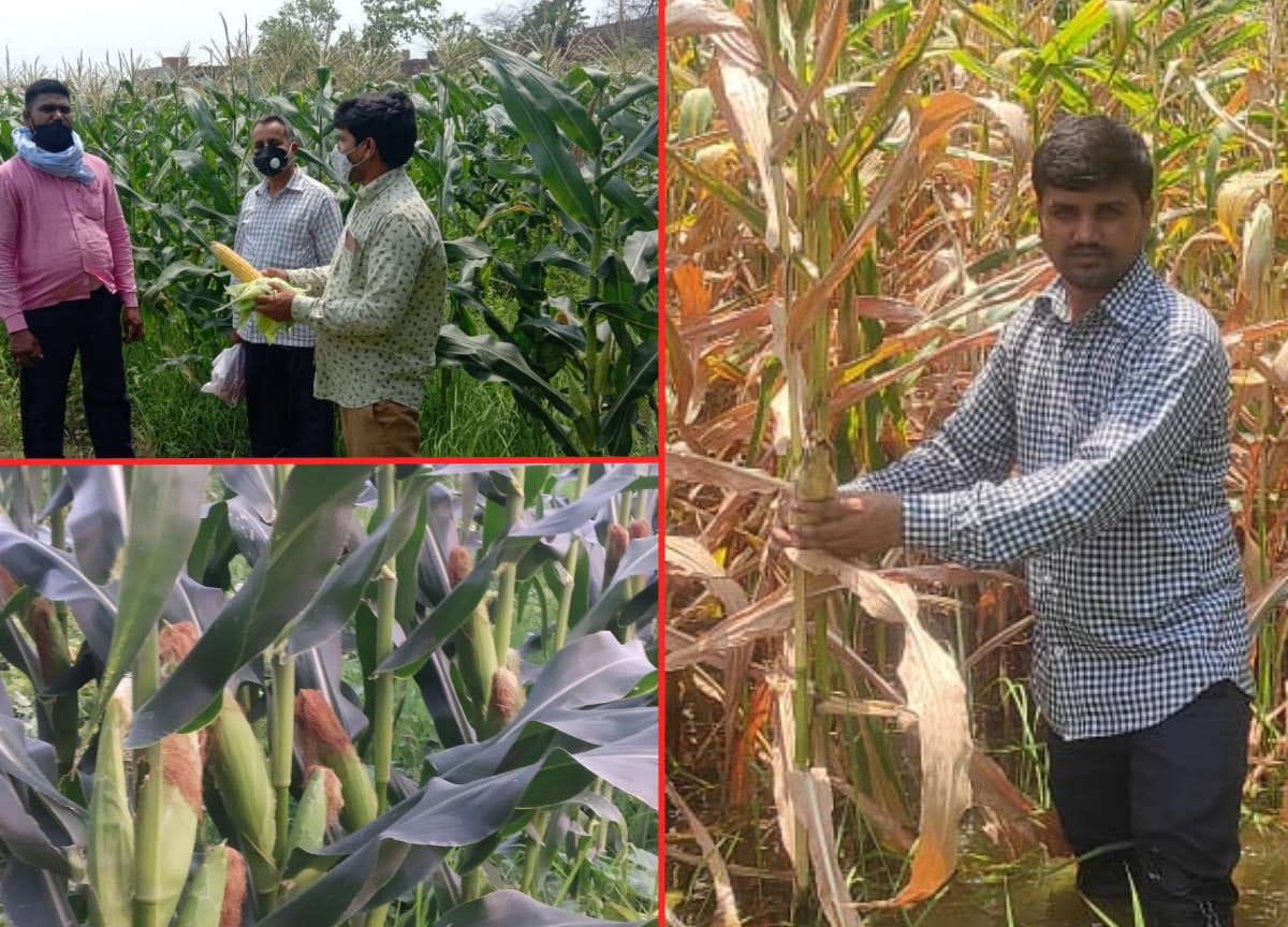 Sweet and baby corn cultivation will be beneficial for farmers of Purvanchal