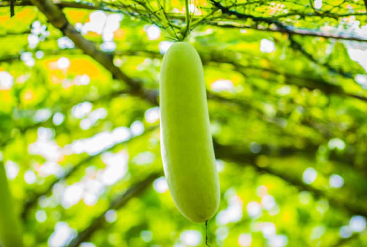 Health tips summer vegetables diet benefits in hindi
