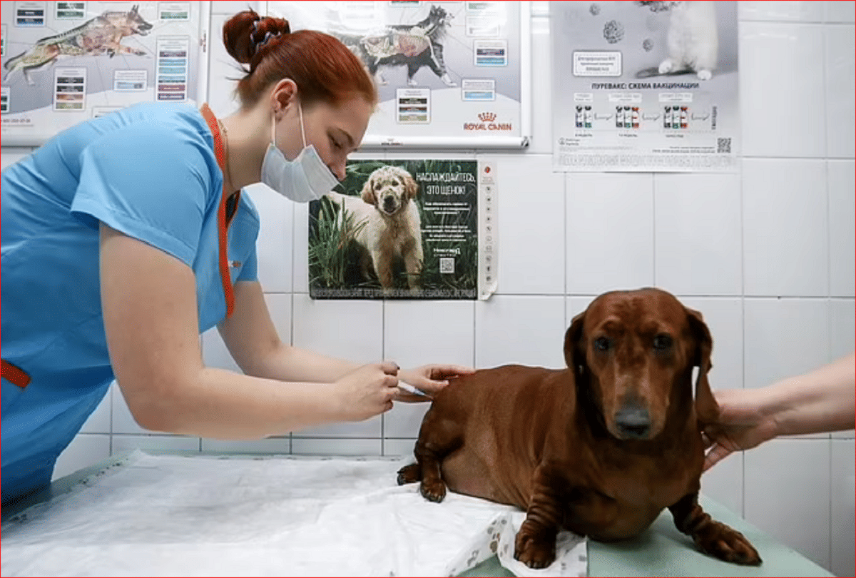 pets are being jabbed in Russia after scientists developed world first covid vaccine for animals