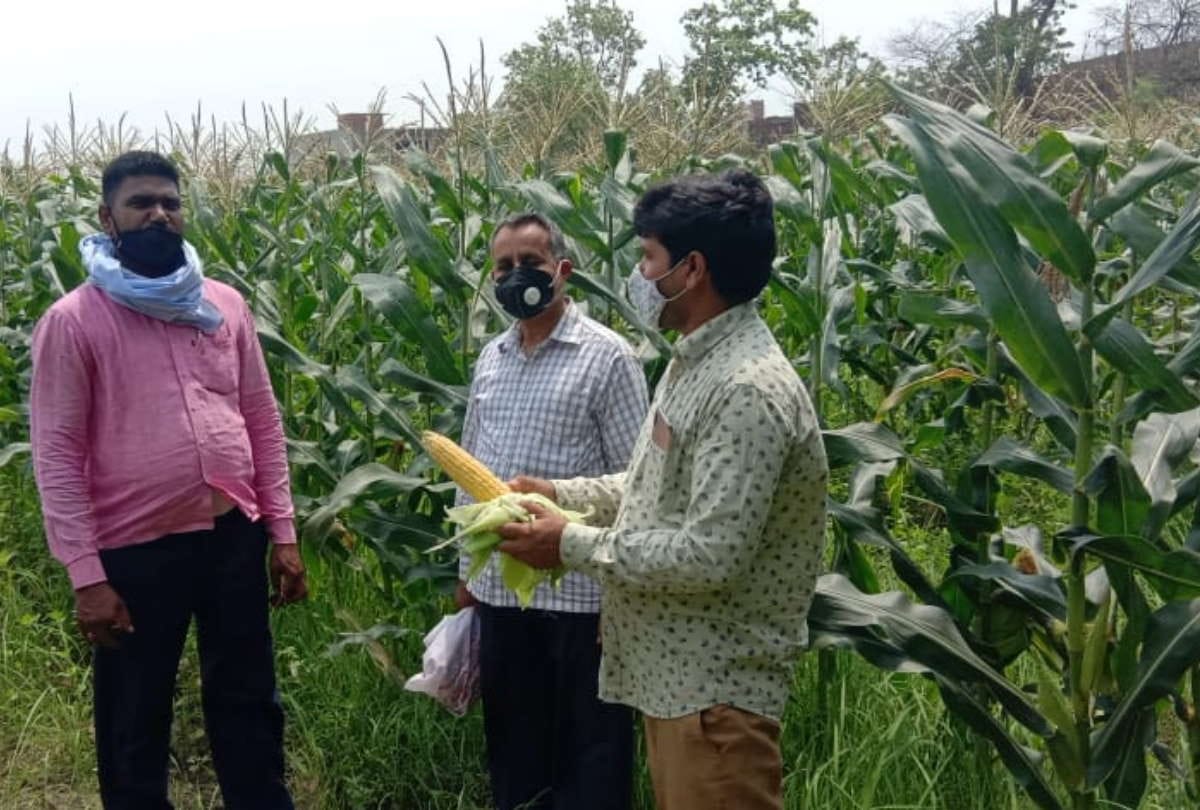 Sweet and baby corn cultivation will be beneficial for farmers of Purvanchal