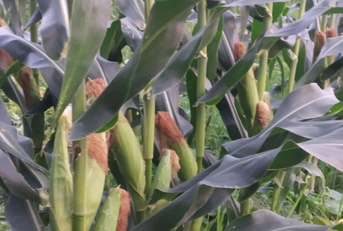 Sweet and baby corn cultivation will be beneficial for farmers of Purvanchal