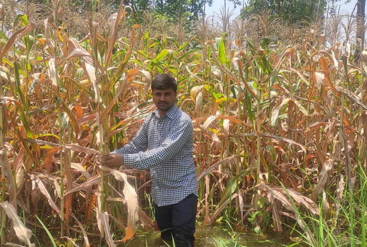 Sweet and baby corn cultivation will be beneficial for farmers of Purvanchal