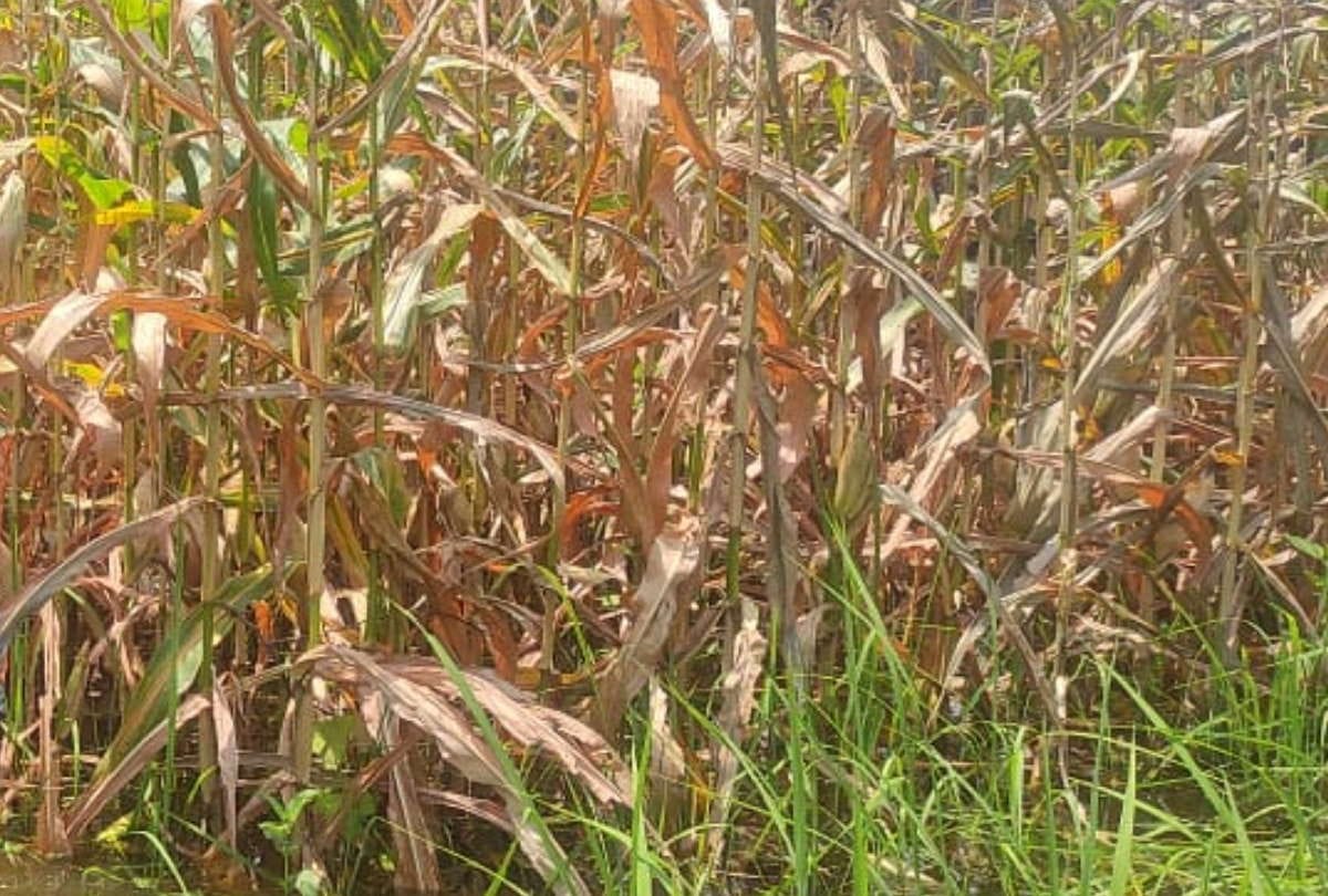 Sweet and baby corn cultivation will be beneficial for farmers of Purvanchal