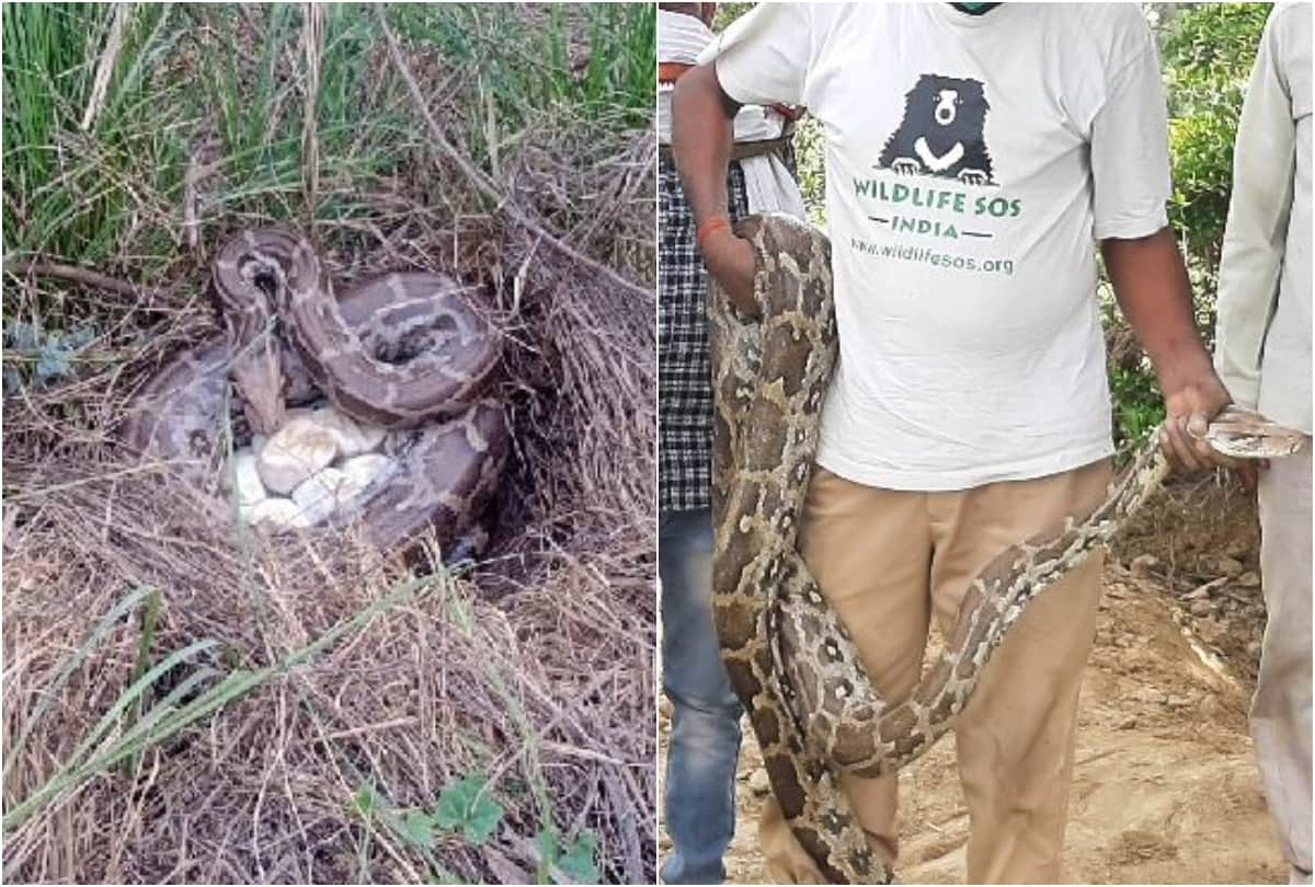 Python Egg In Farm Of Farmer In Barsana Van Vibhag Team Rescue