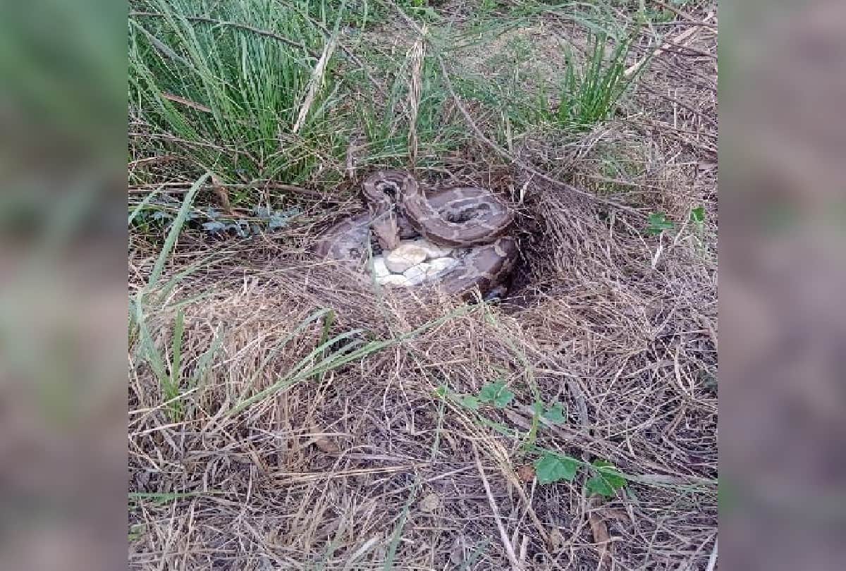 Python Egg In Farm Of Farmer In Barsana Van Vibhag Team Rescue