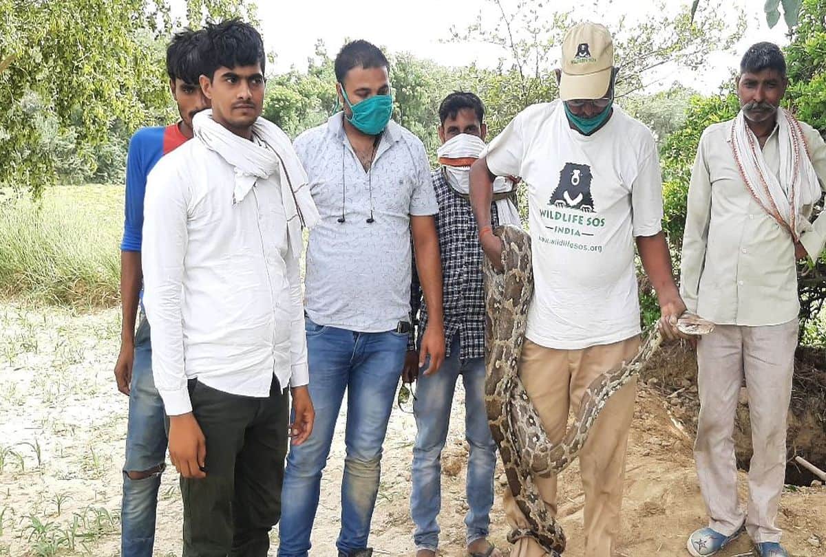 Python Egg In Farm Of Farmer In Barsana Van Vibhag Team Rescue