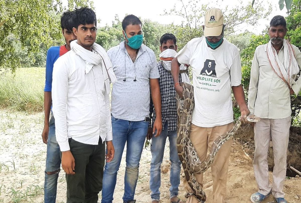 Python Egg In Farm Of Farmer In Barsana Van Vibhag Team Rescue