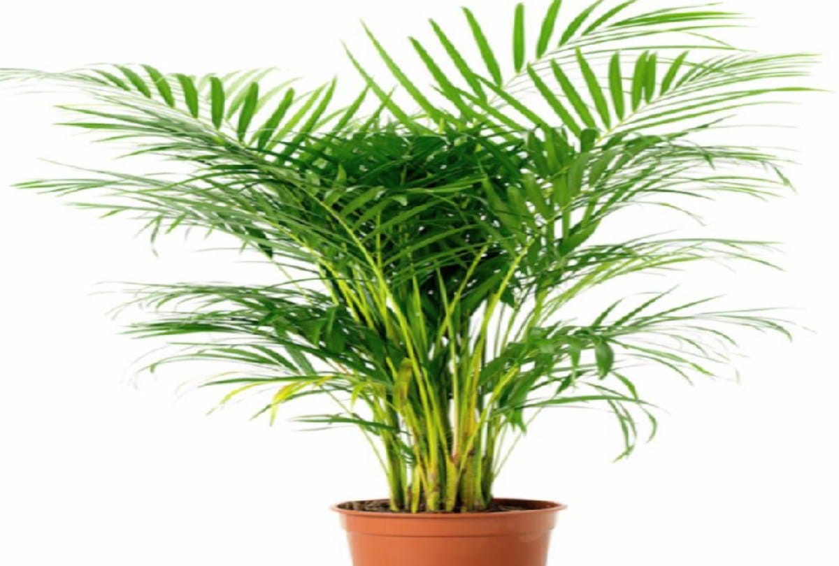 Areca palm plant is protecting the lungs from damage, experts revealed