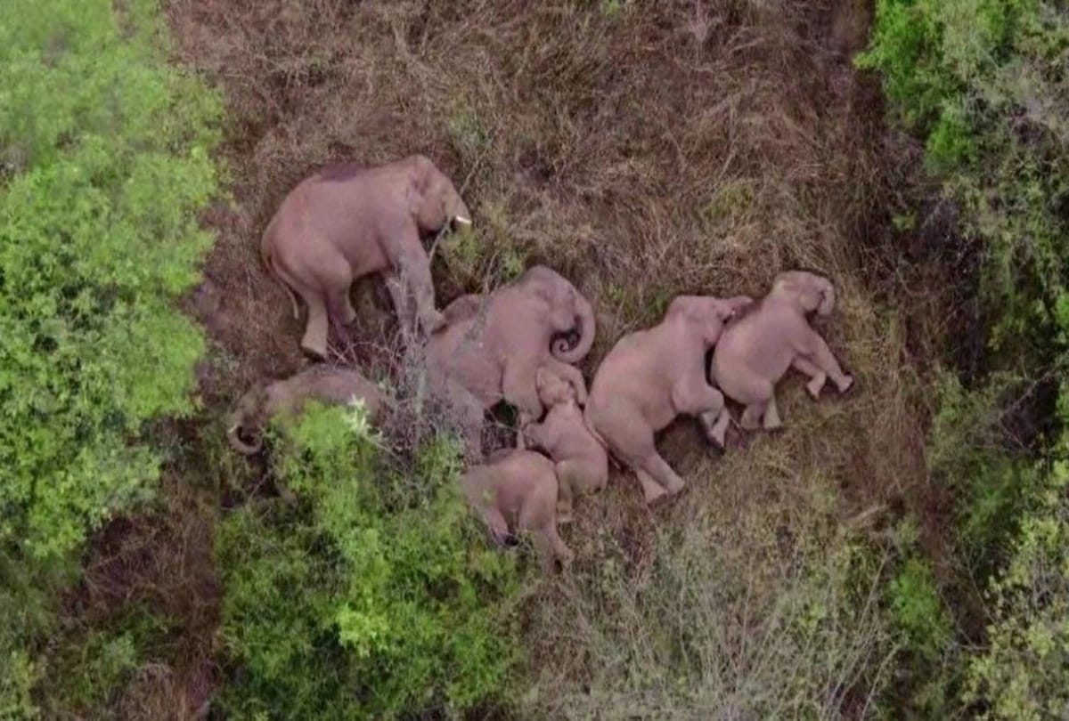 China elephants wandering herd becoming international stars