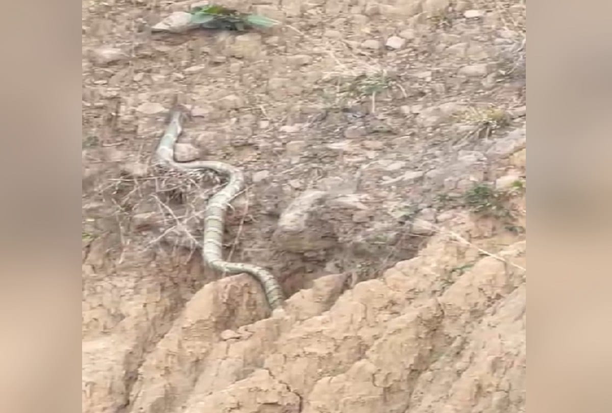 The most venomous snake king cobra is present in Sirmaur himachal