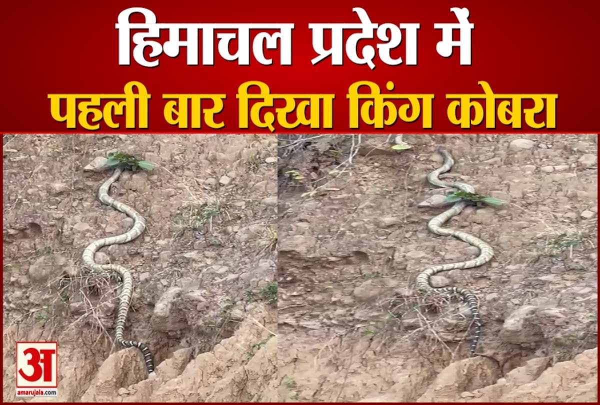 king cobra in Shiwalik Hills Sirmour Himachal Pradesh
