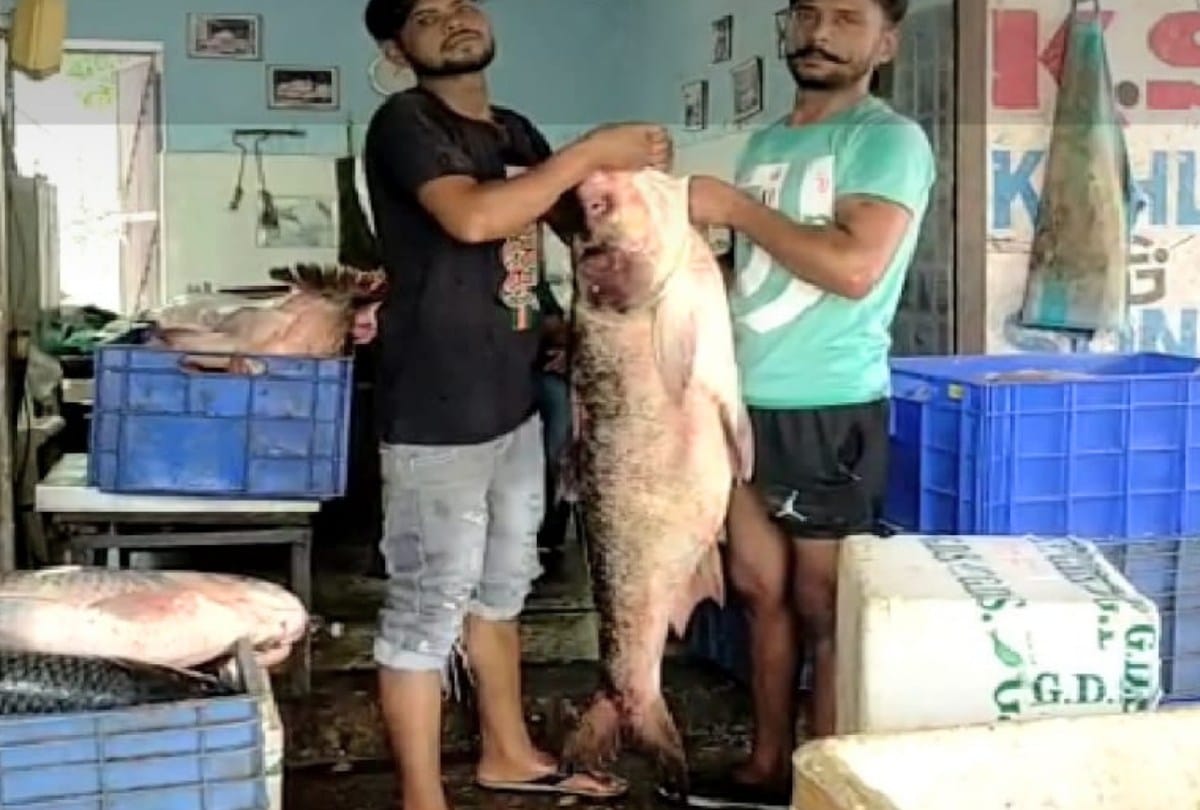 Fish weighing 36 kg caught in Gobindsagar lake Bilaspur himachal
