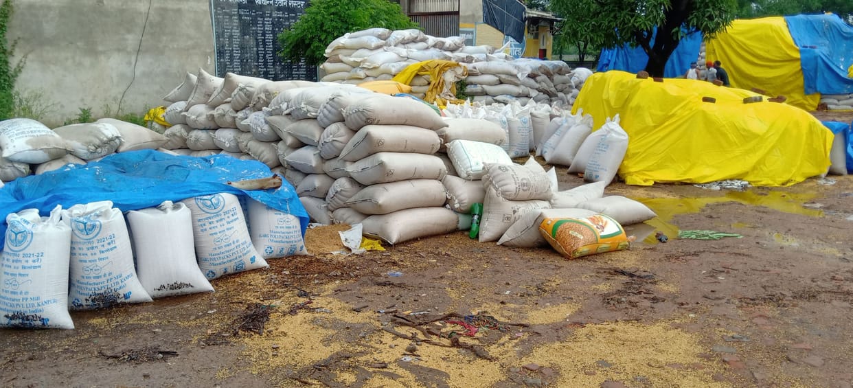 Thousands of quintals of wheat soaked in heavy rain