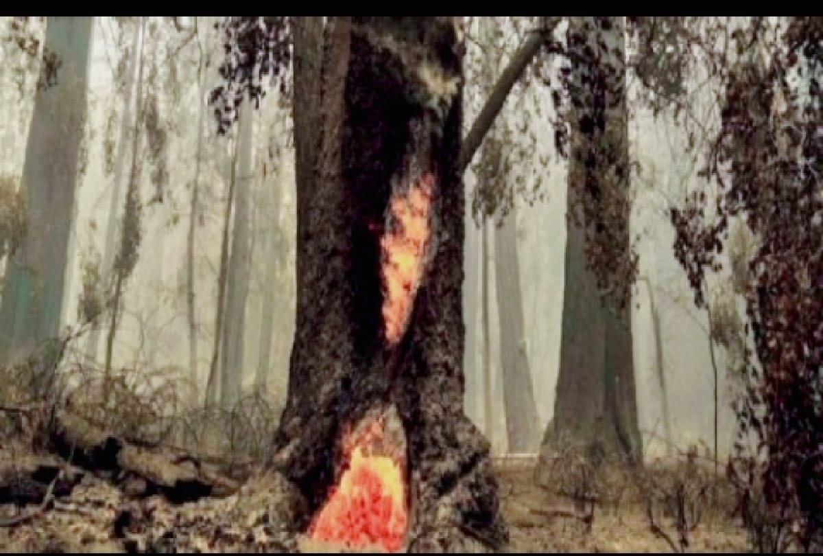 California old tree is still burning after last year wildfire