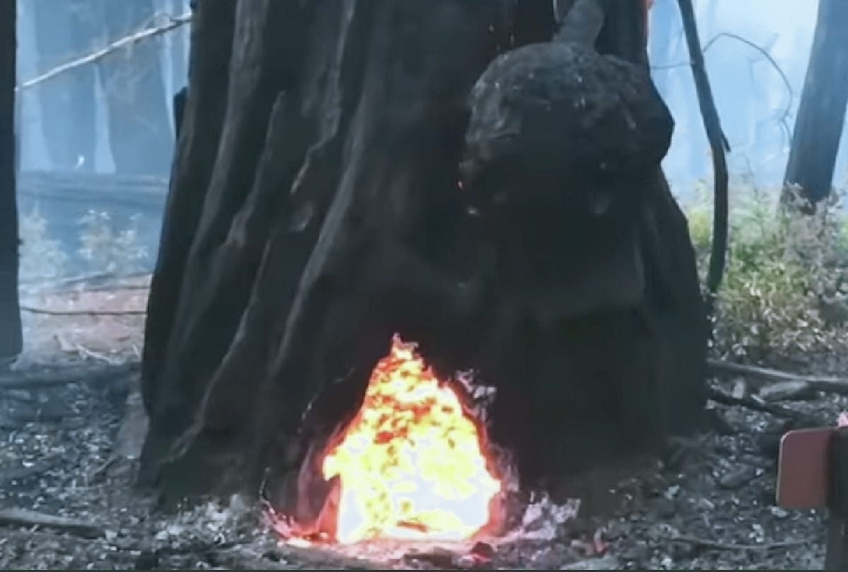 California old tree is still burning after last year wildfire