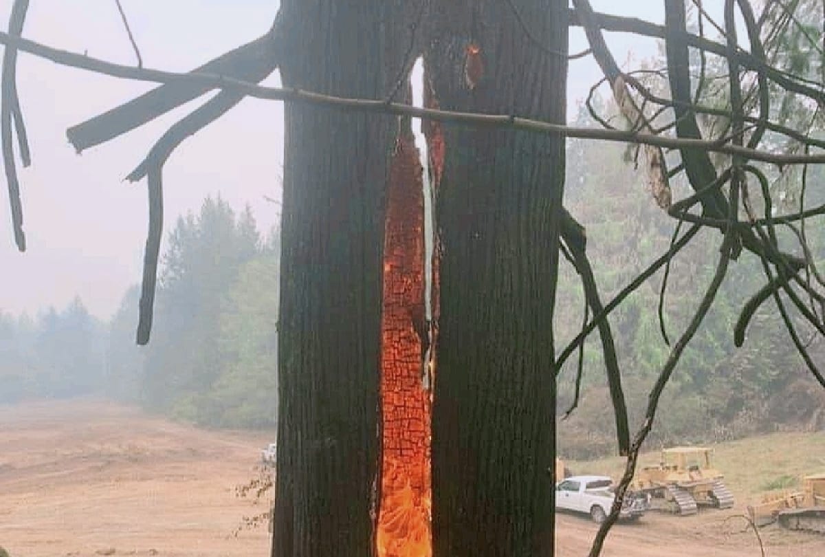 California old tree is still burning after last year wildfire