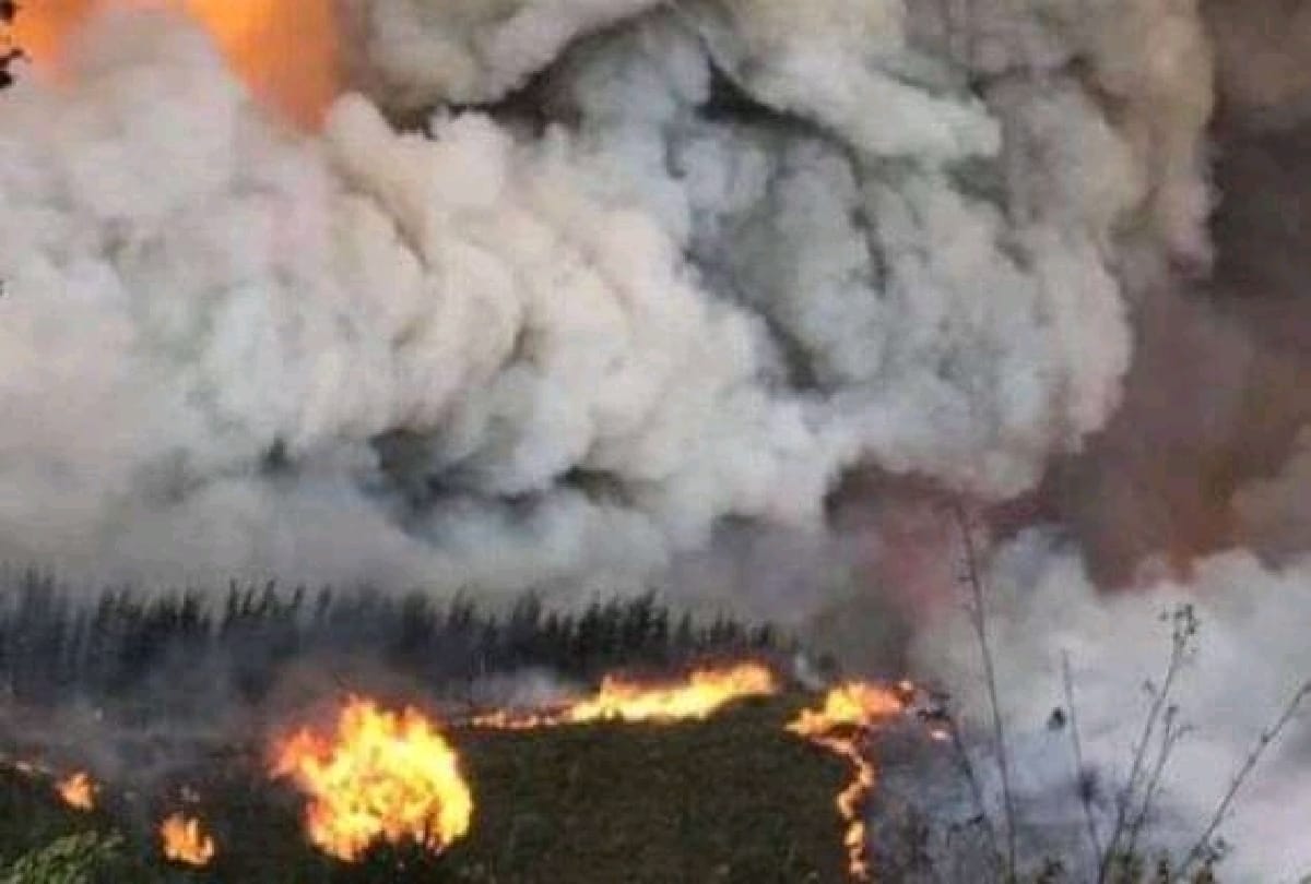 California old tree is still burning after last year wildfire