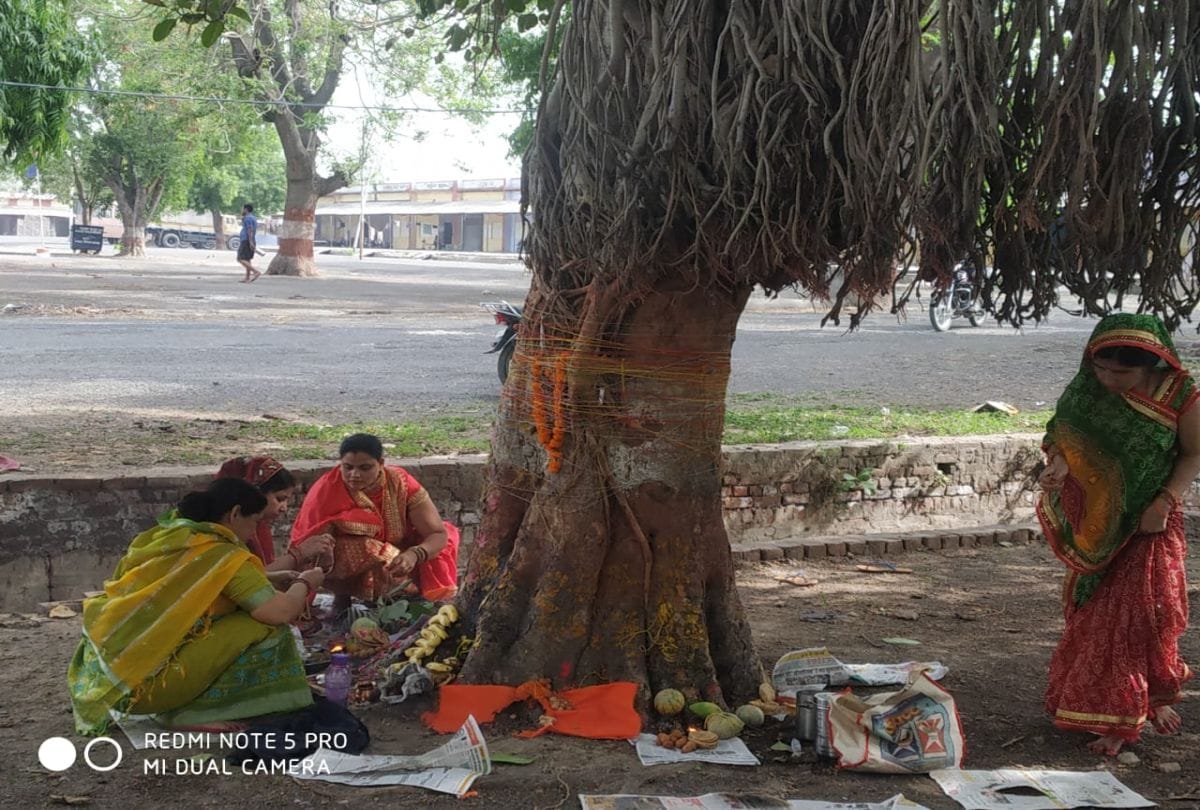 life giving banyan tree cut of during development in UP