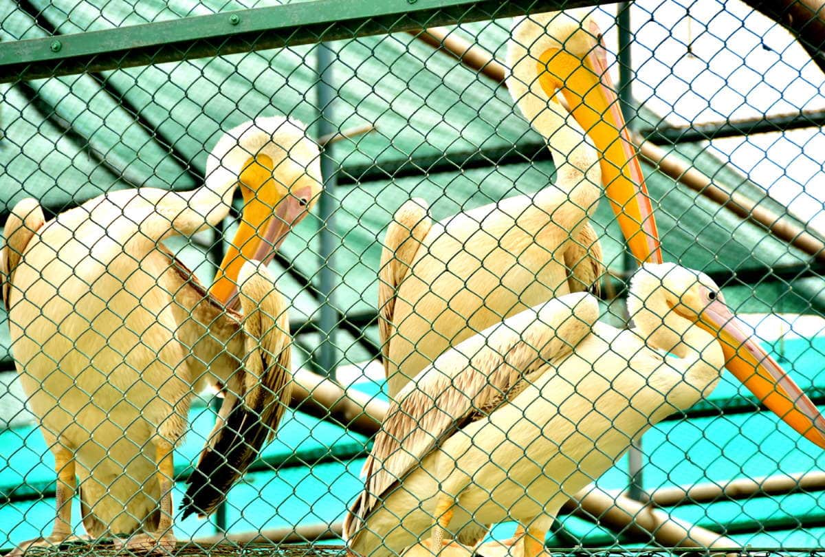 Gorakhpur UP Zoological Park Zoo News UP First Special Zoo In Gorakhpur See Latest Photos