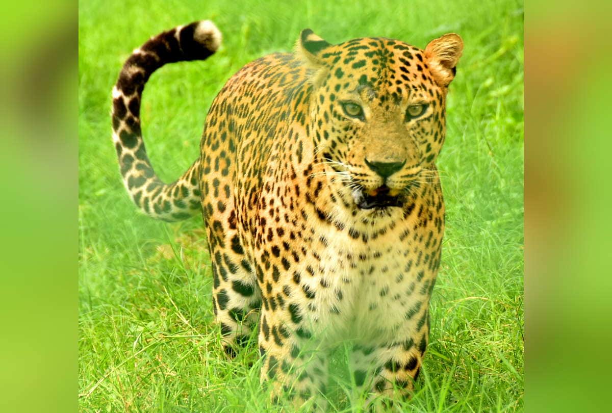 Gorakhpur UP Zoological Park Zoo News UP First Special Zoo In Gorakhpur See Latest Photos