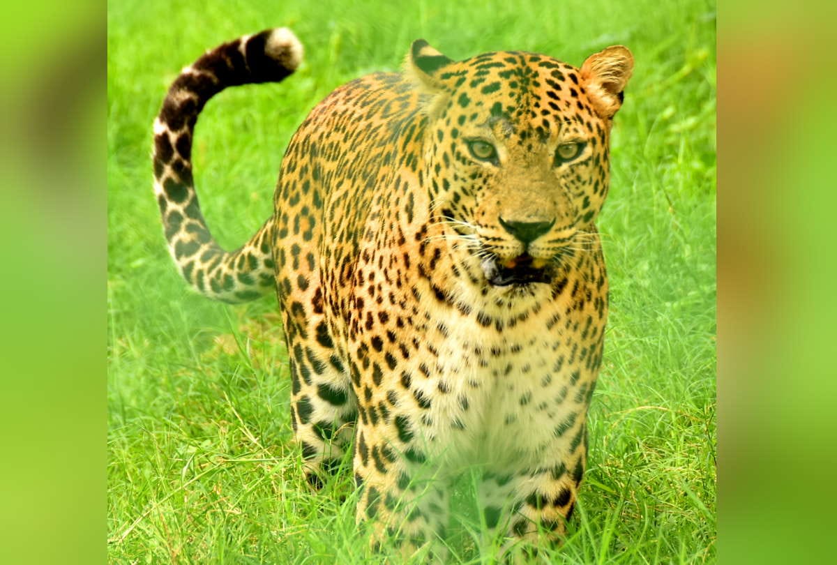 Gorakhpur UP Zoological Park Zoo News UP First Special Zoo In Gorakhpur See Latest Photos
